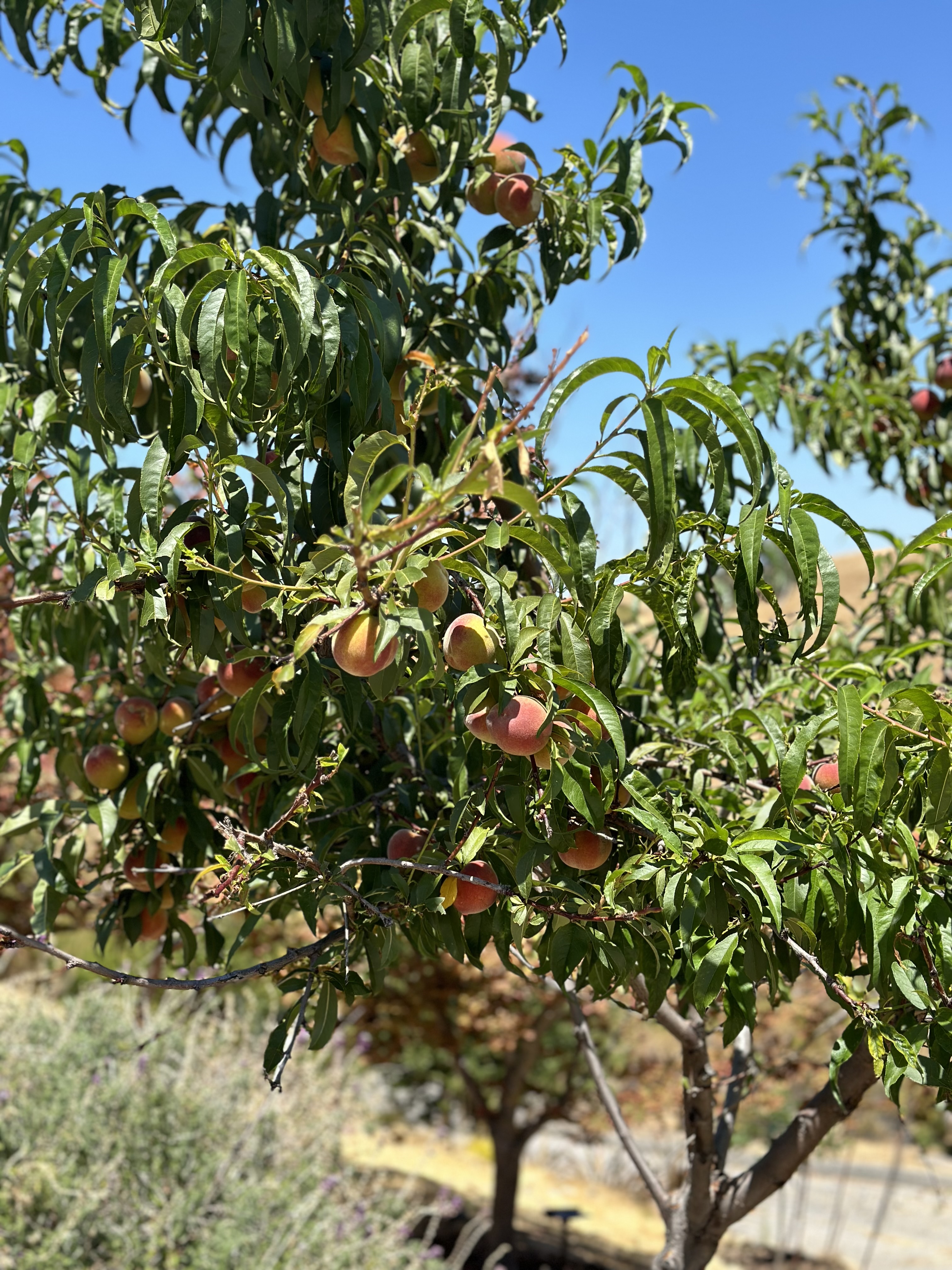 Peach season — bag of peaches