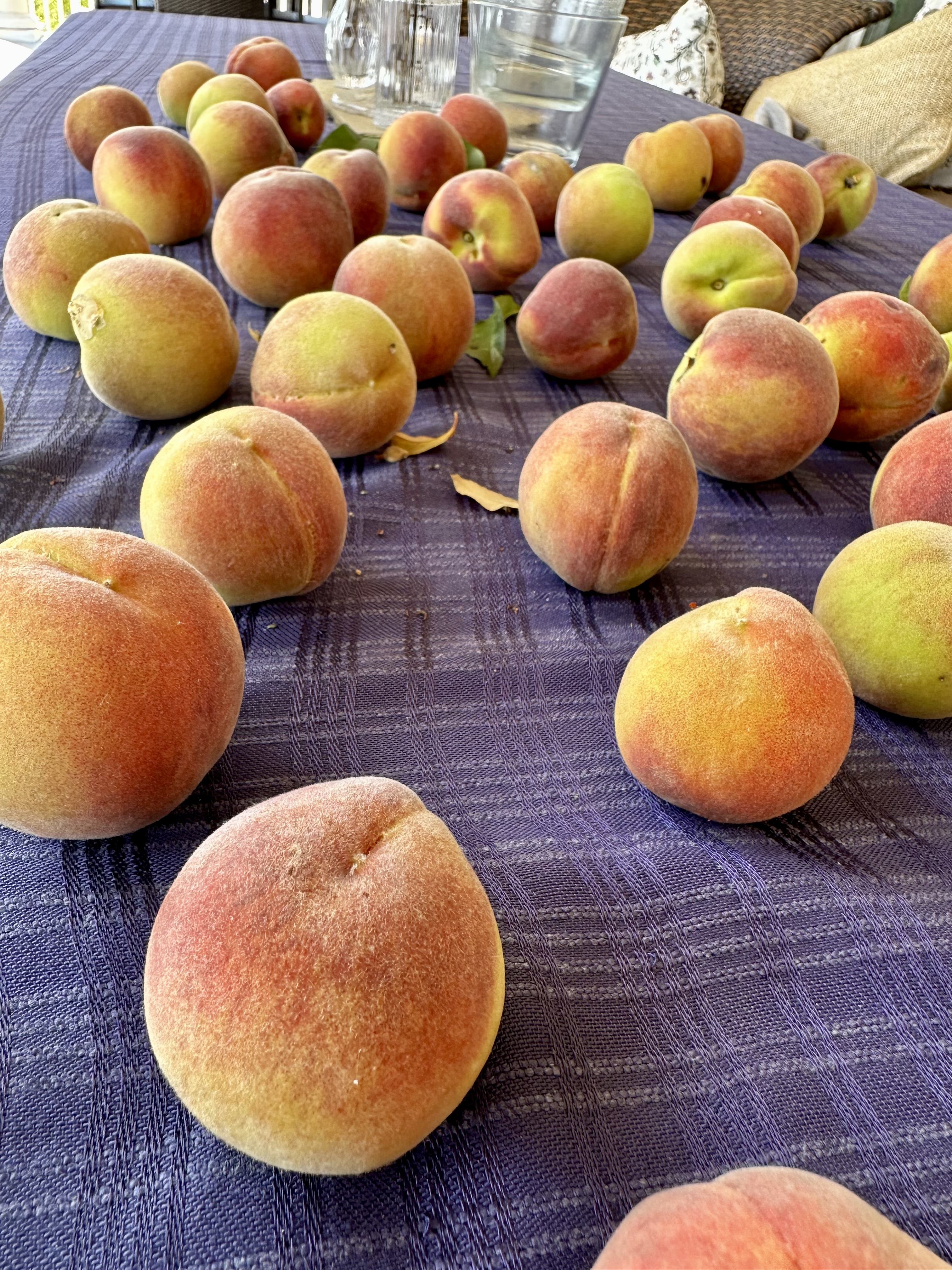 Peach harvest at Vista de Yadav